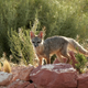 Illustration for article titled Wednesday Woof - Vulpes macrotis Edition